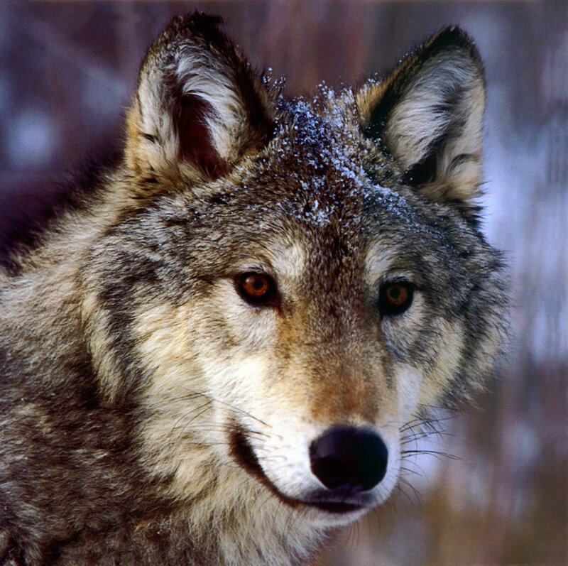 Wolf with Snow on Head