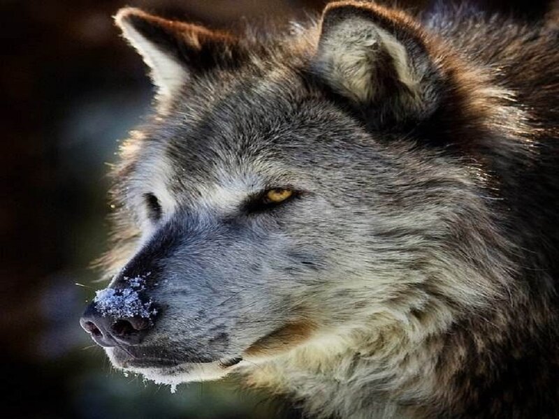 Wolf with Snow on Nose — Gray