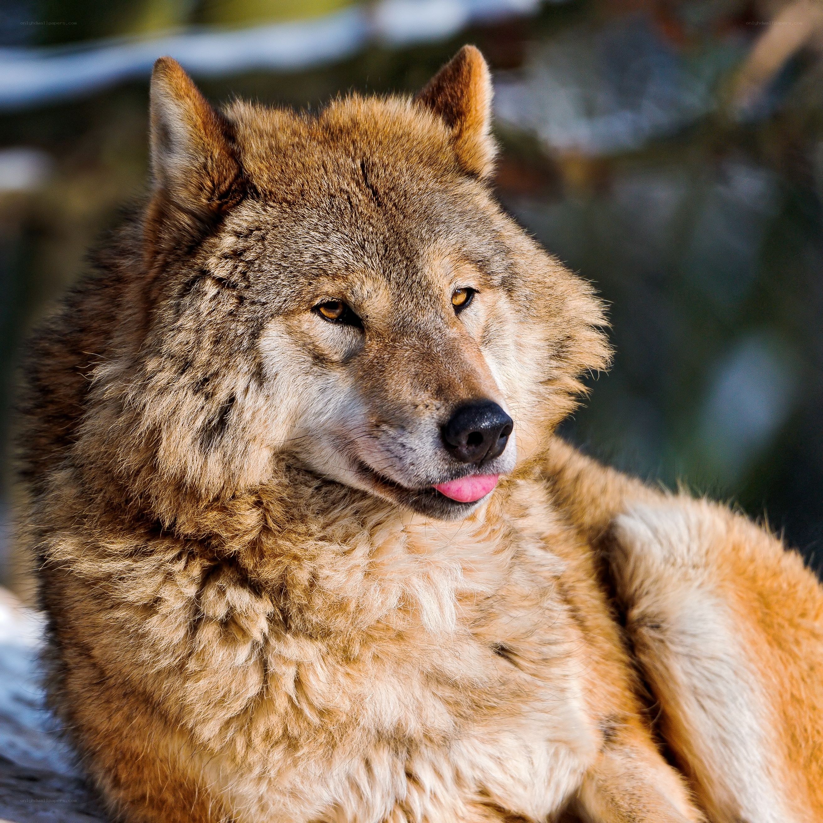wolf with tongue out