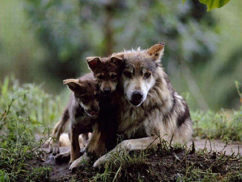 Wolf with Two Pups — Brown