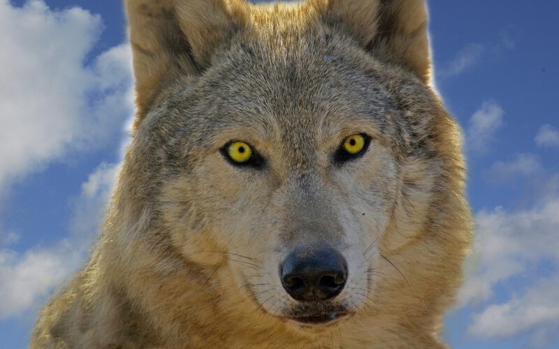 Wolf with Yellow Eyes — Blue, Intense, Afternoon