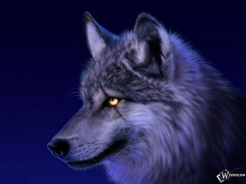 Wolf with Yellow Eyes — Purple