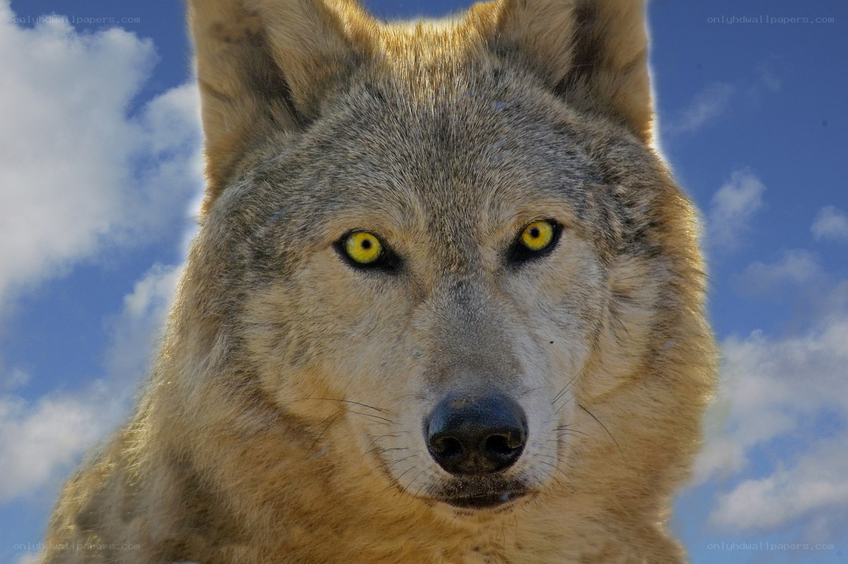 wolf with yellow eyes