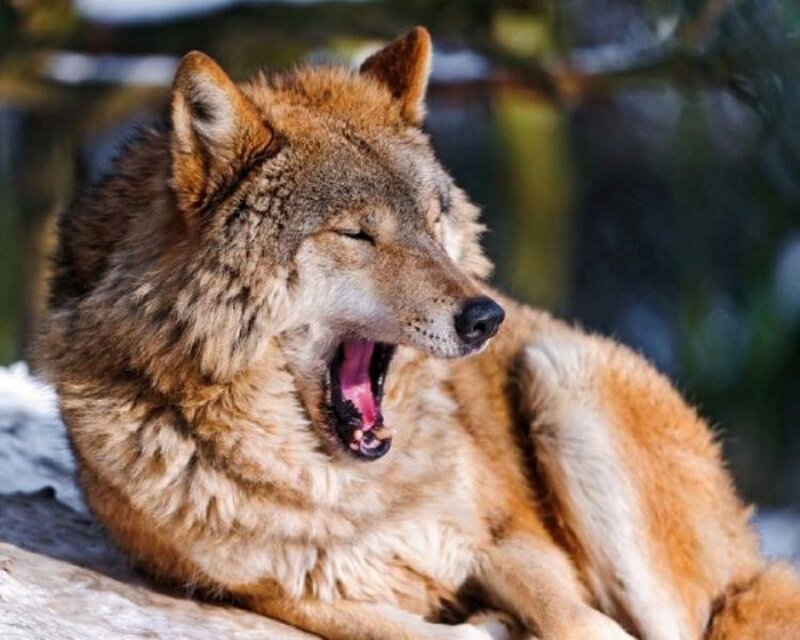 Wolf Yawning — Brown, Calm