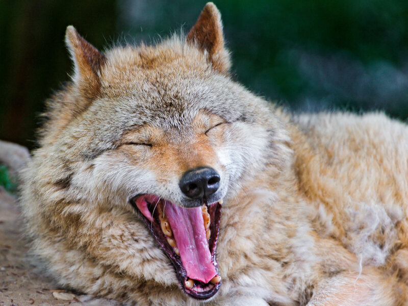 Wolf Yawning — Brown
