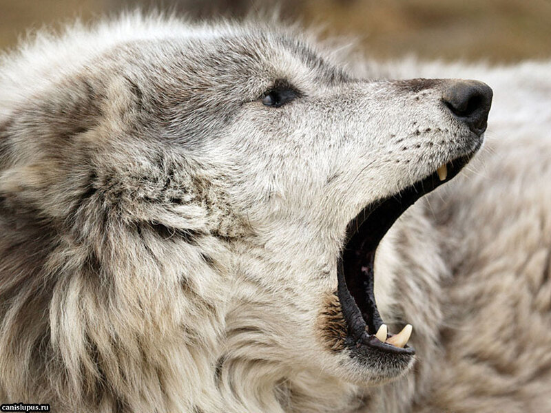 Wolf Yawning — Gray