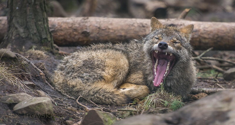 Wolf Yawning in Forest