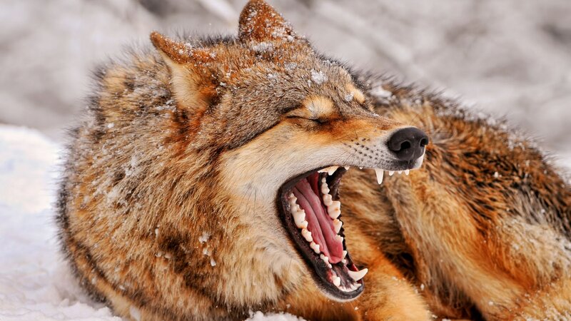 Wolf Yawning in Snow — Brown, Natural, Winter