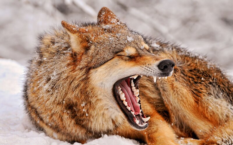 Wolf Yawning in Snow — Brown