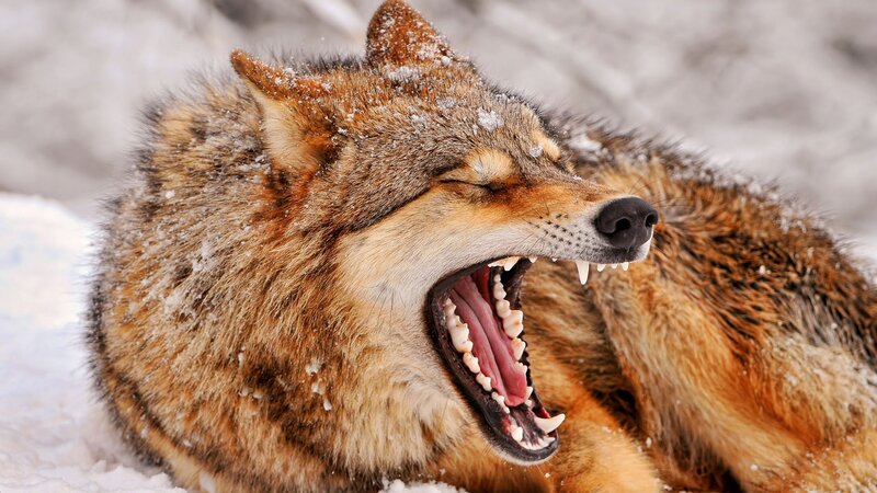 Wolf Yawning in Snow