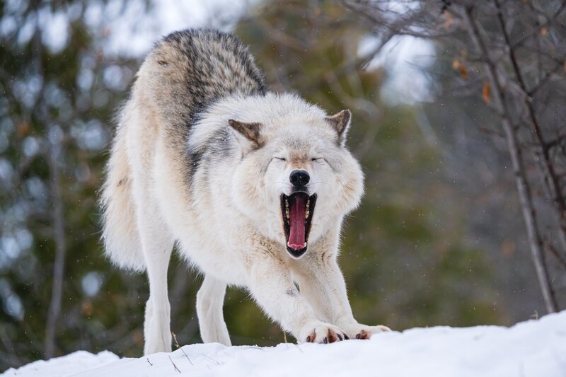 Wolf Yawning in Snow — White, Natural