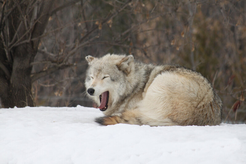 Wolf Yawning in Snow — White
