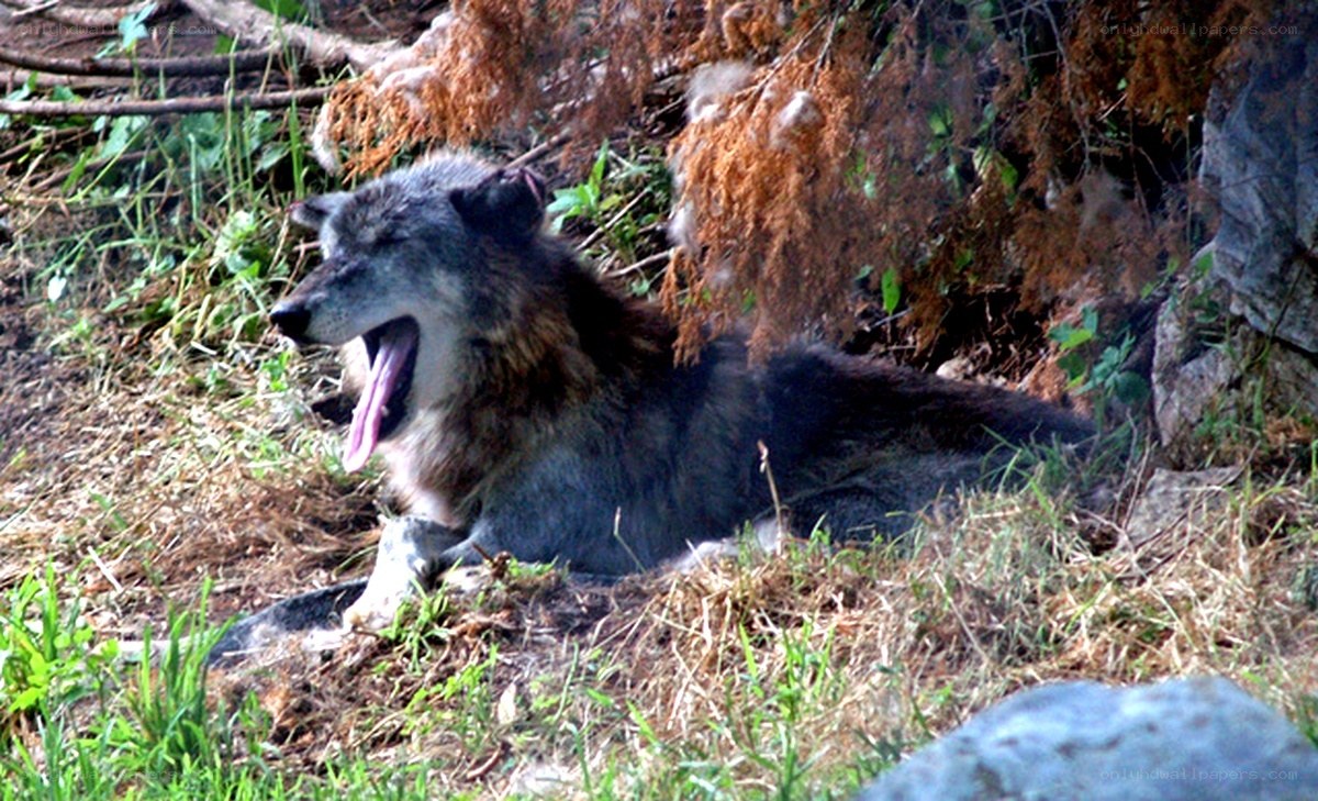 wolf yawning in the wild