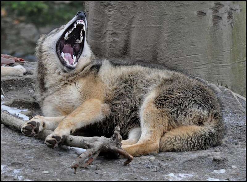 Wolf Yawning on Ground