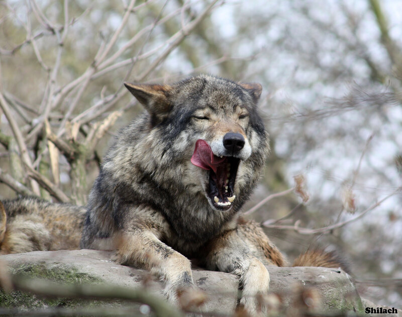 Wolf Yawning on Rock — Gray