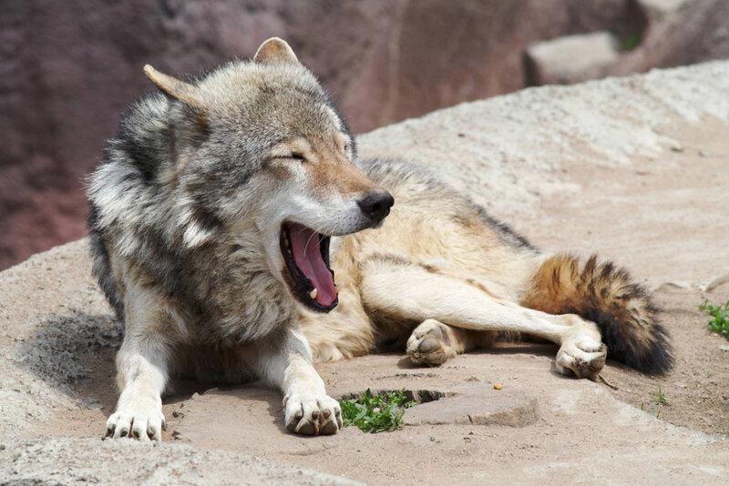 Wolf Yawning on Rock