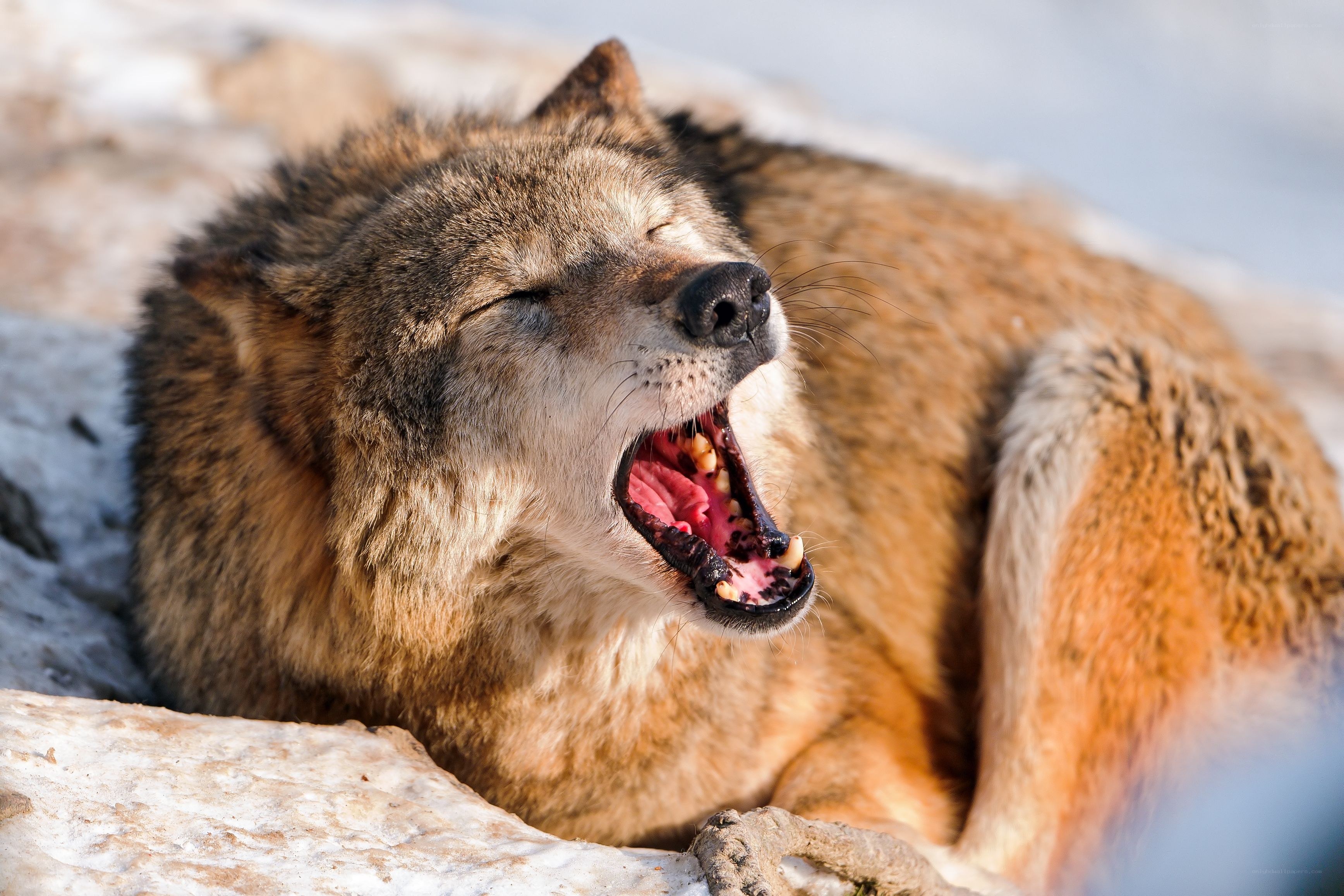 wolf yawning on snow