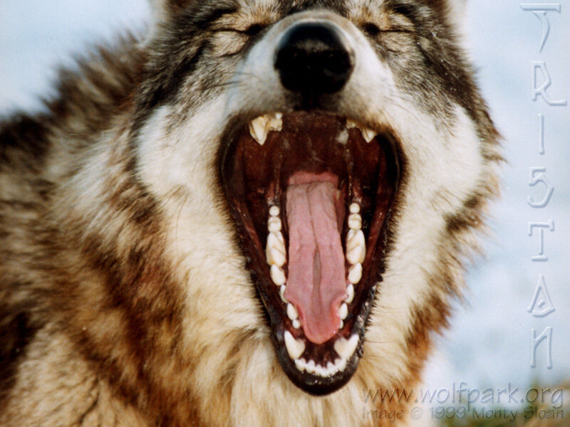 Wolf Yawning