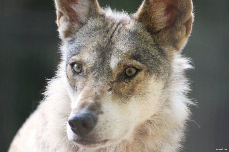 Wolfdog with Scar
