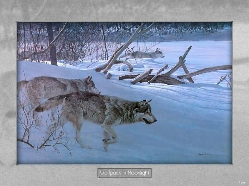 Wolfpack in Snow
