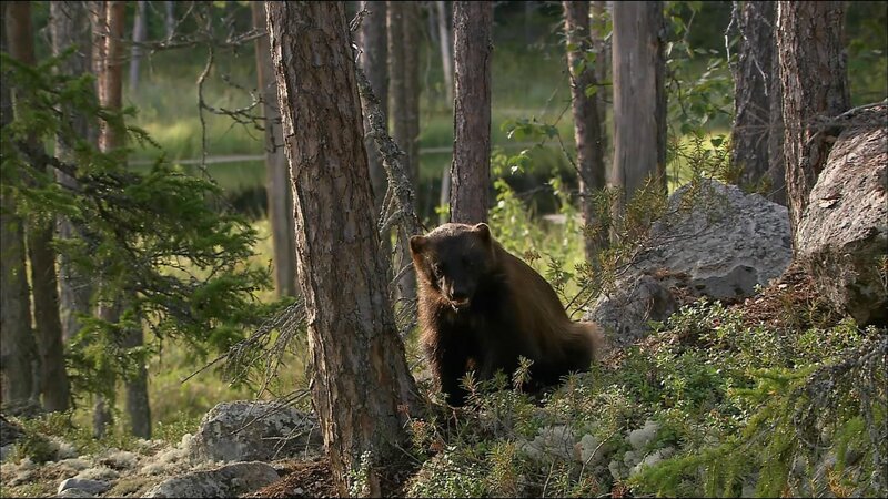 Wolverine in Forest — Brown