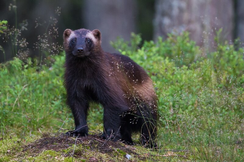 Wolverine in Forest