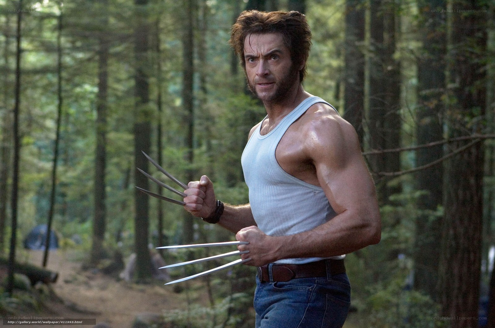 Wolverine in forest with claws