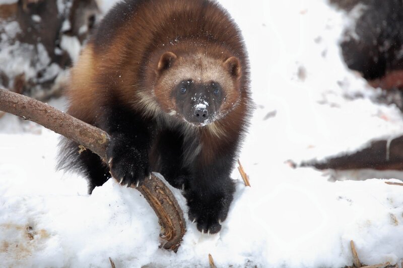 Wolverine in Snow — Brown