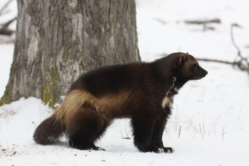 Wolverine in Snow