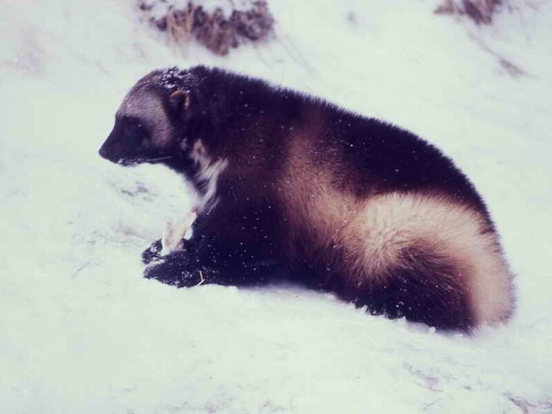 Wolverine in Snow — White, Cold
