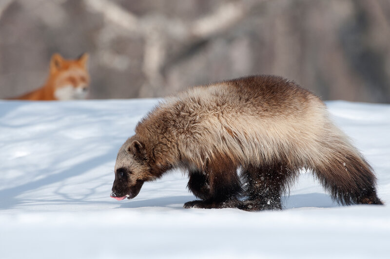 Wolverine in Snow — White, Natural