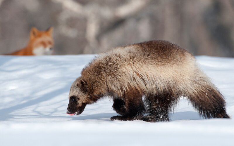 Wolverine in Snow — White, Natural, Winter