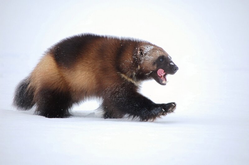 Wolverine in Snow — White