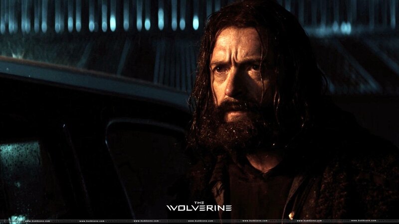 Wolverine in the rain