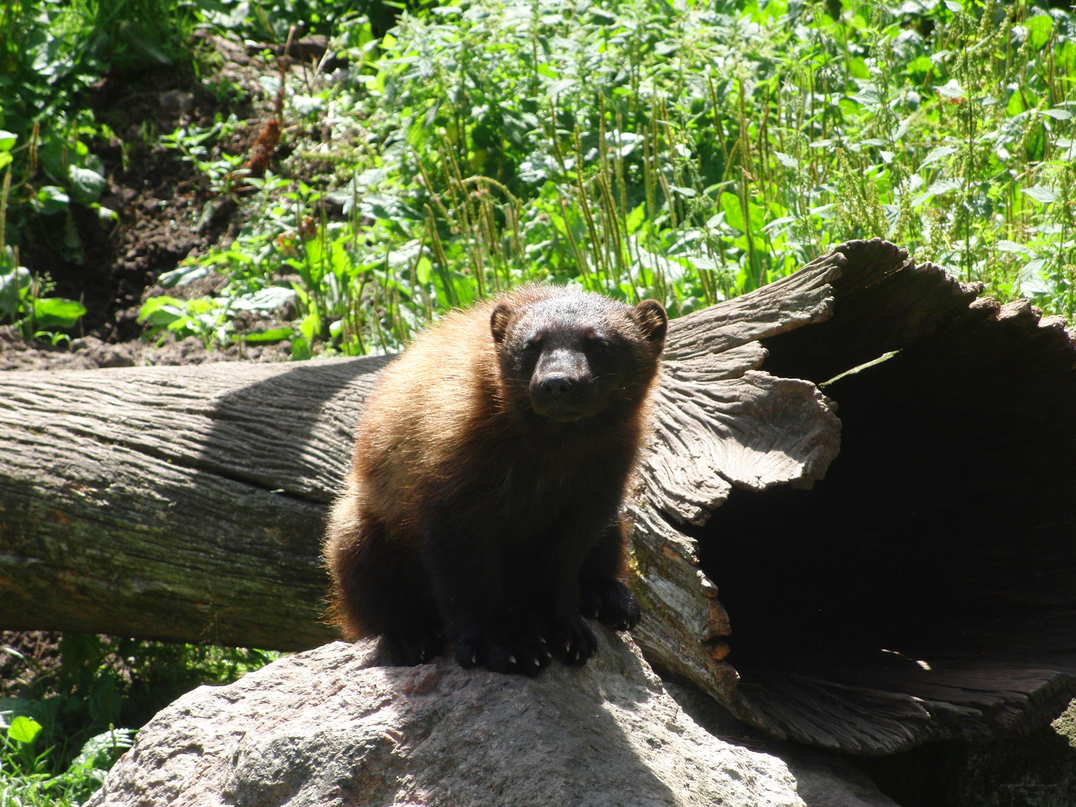 Wolverine on a log