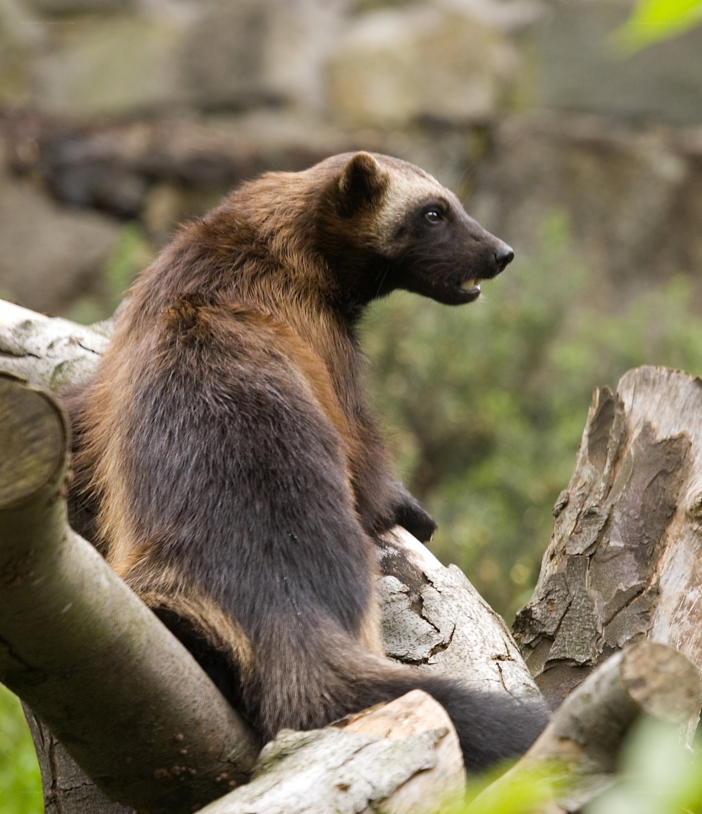 Wolverine on a log