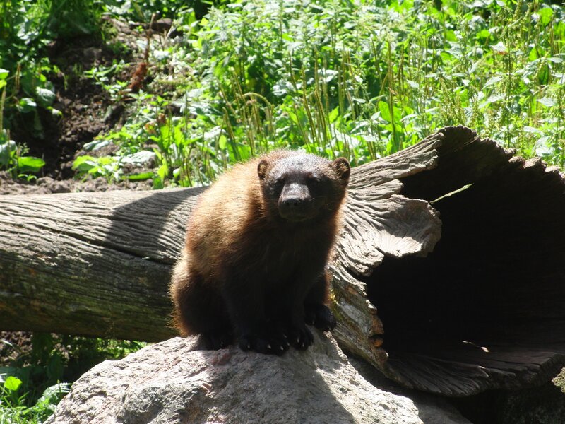 Wolverine on a Rock