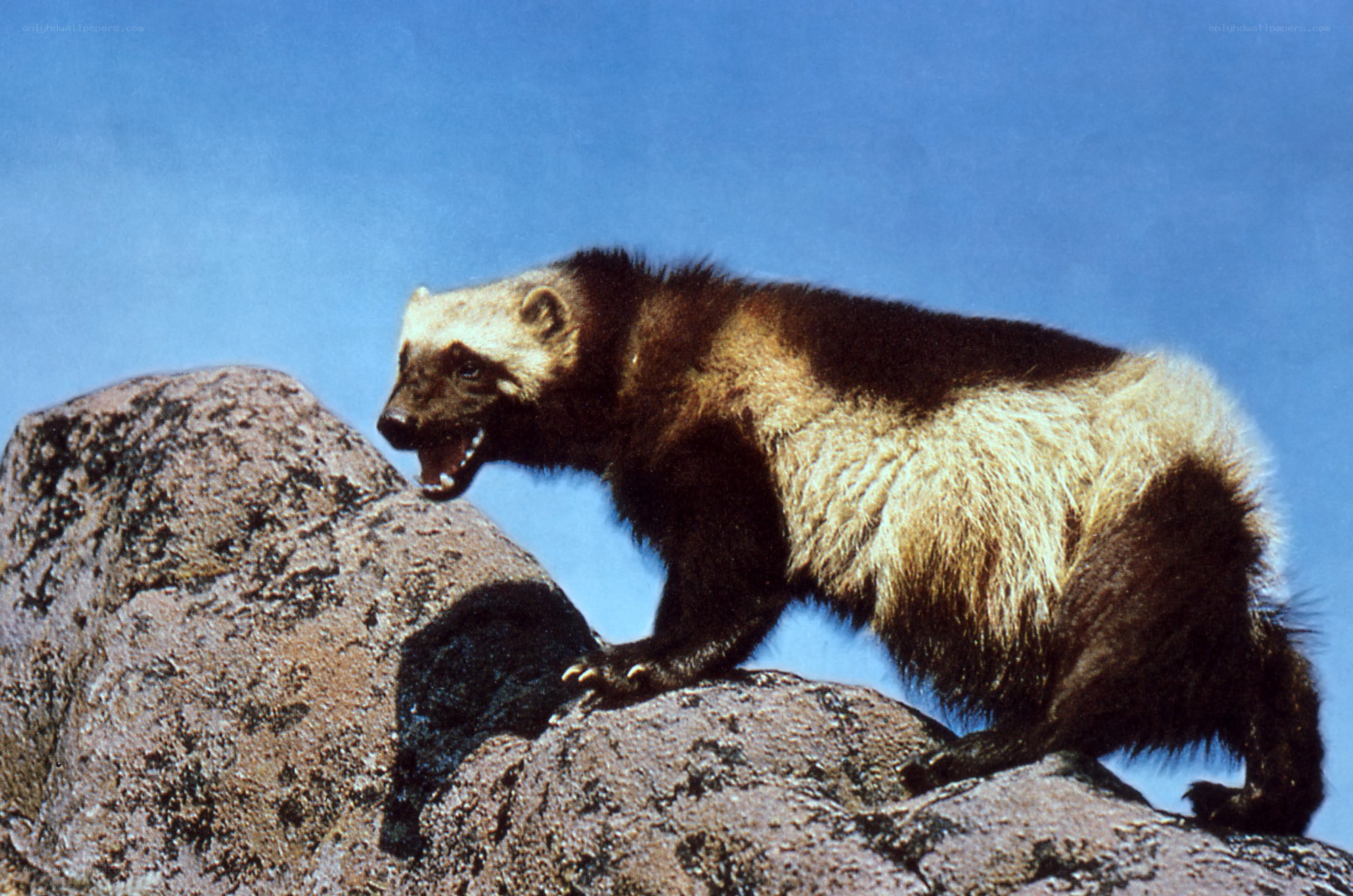 Wolverine on a rocky outcrop