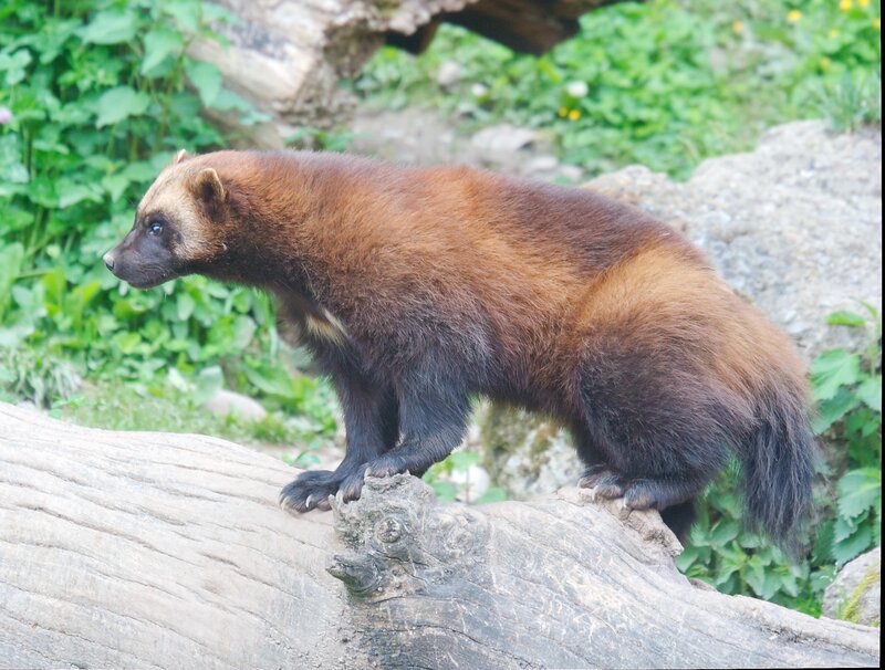 Wolverine on Log — Brown