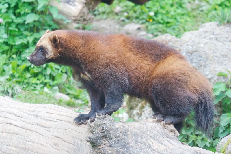 Wolverine on Log