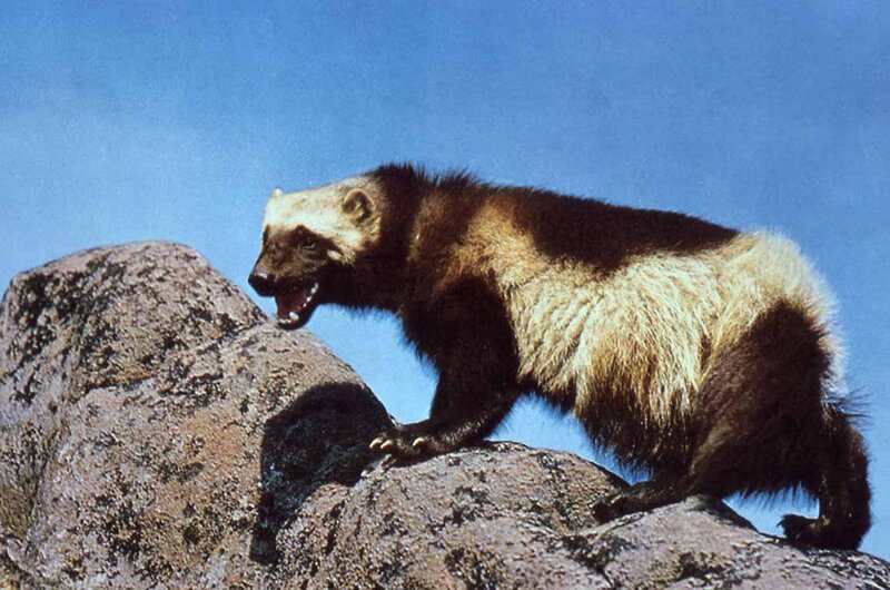 Wolverine on Rock