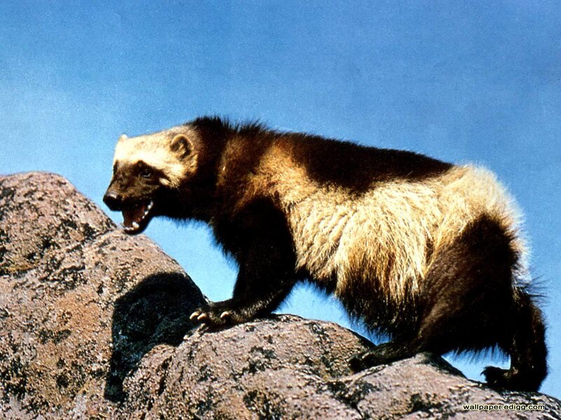 Wolverine on Rocks