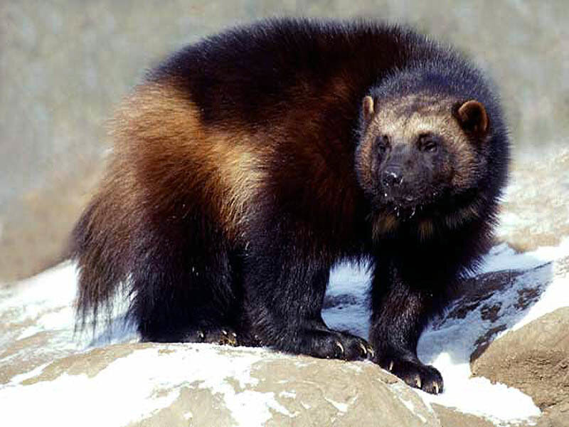 wolverine on snowy rocks