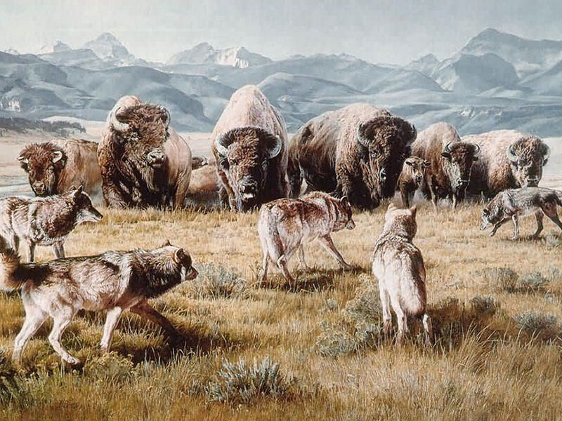 Wolves and Bison Herd