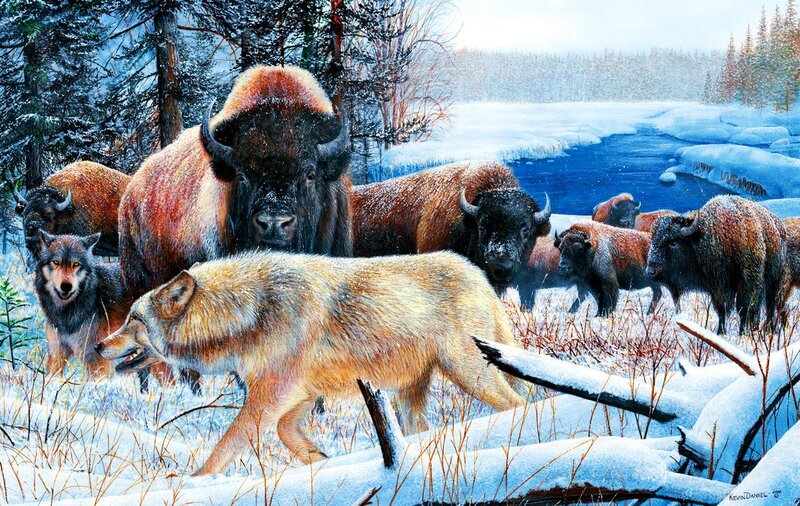 Wolves and Bison in Snow