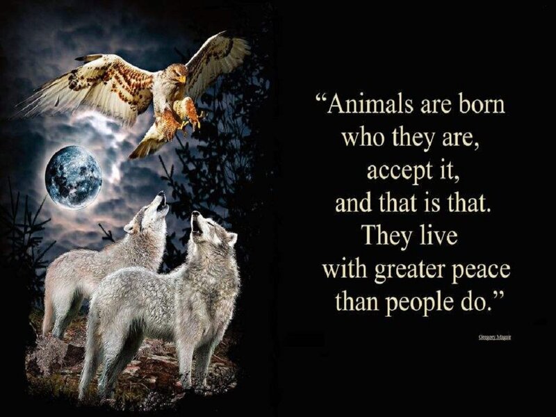 Wolves and Hawk