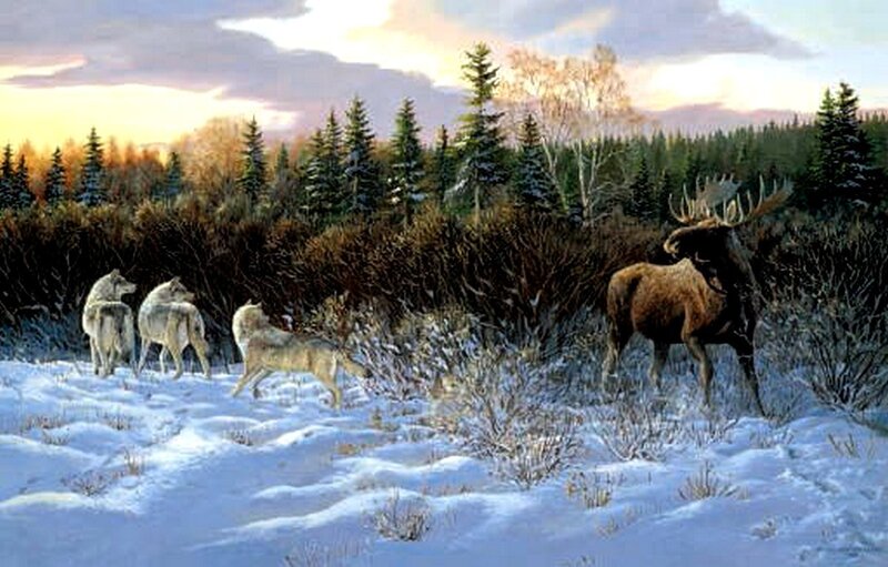 Wolves and moose in winter