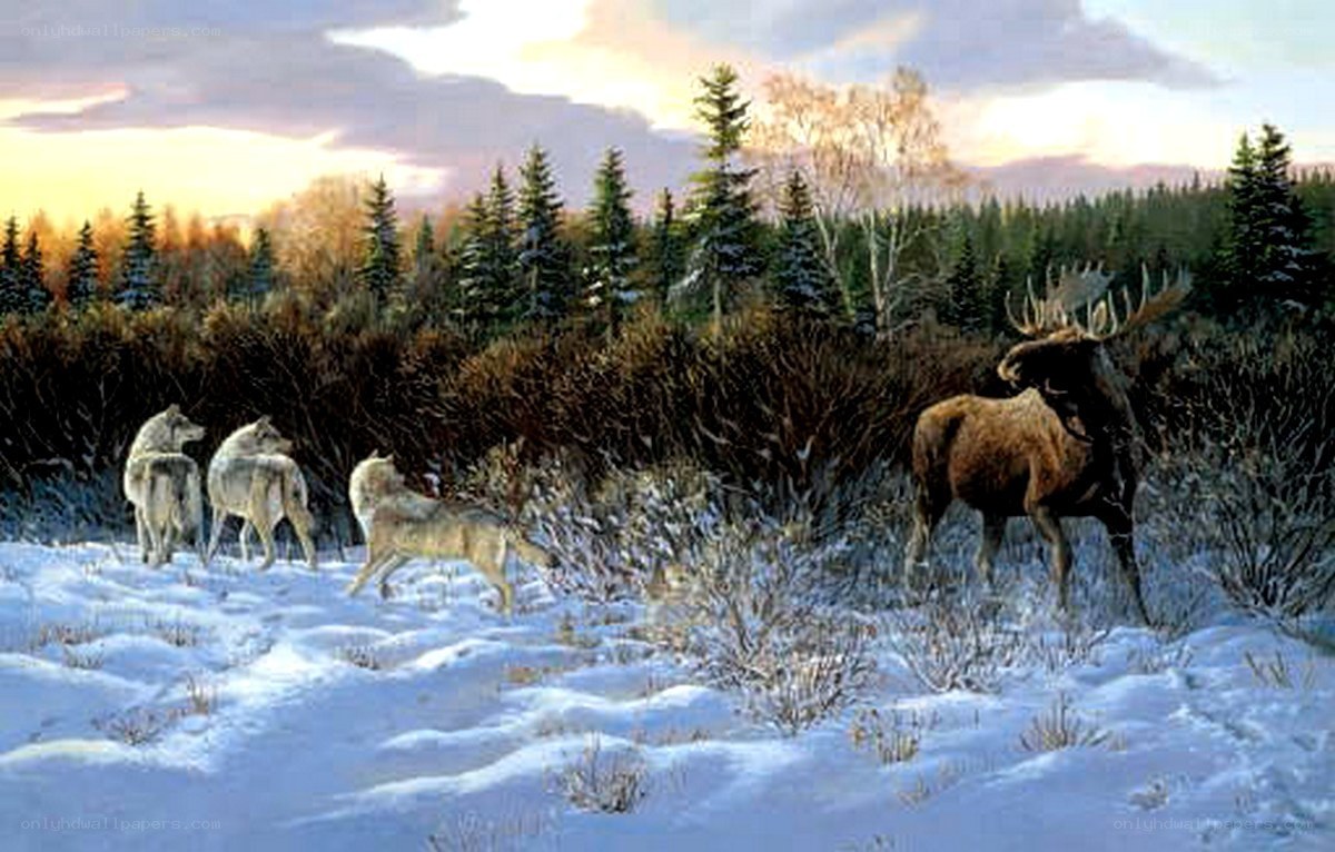 Wolves and moose in winter