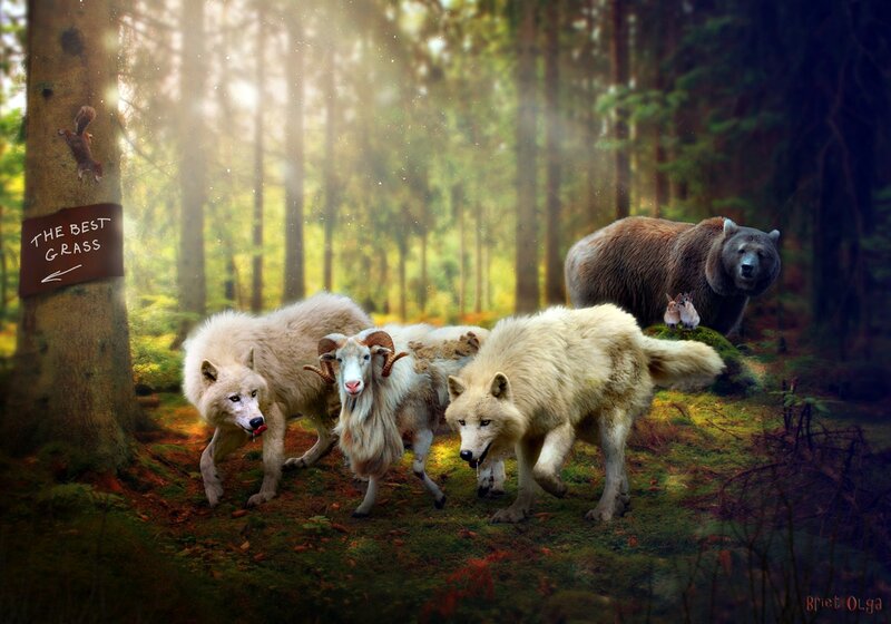 Wolves and Ram in Forest