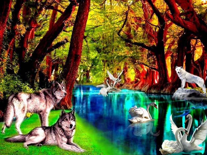 Wolves and Swans in Forest